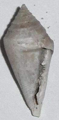 Conus da Vignola (MO)